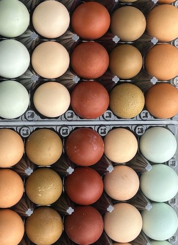Hollow color chicken - color, eggs