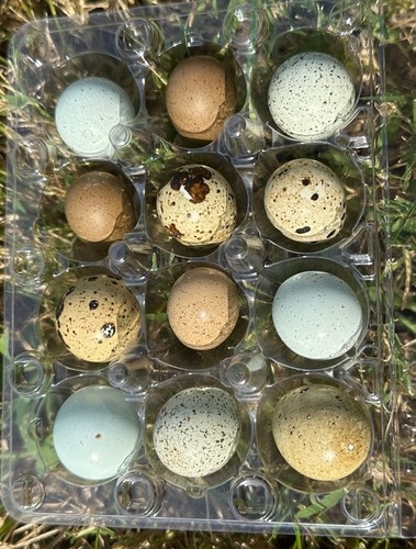 Hollow mini quail eggs - mini,