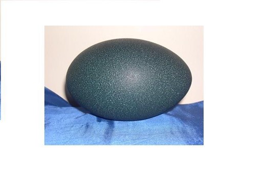 Blown emu egg shells with - emu,