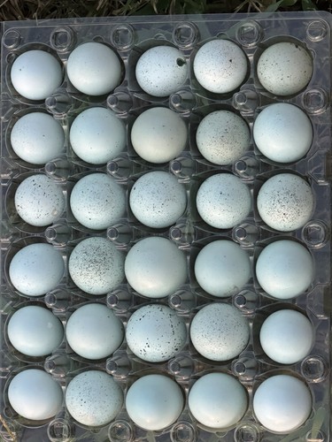 Hollow celadon blue - 30,