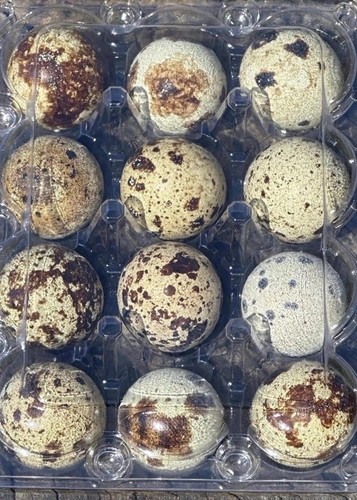 Hollow quail eggs hand - hollow,